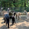 Image 9: Connect with Animals on a Relaxing and Fun Farm Tour