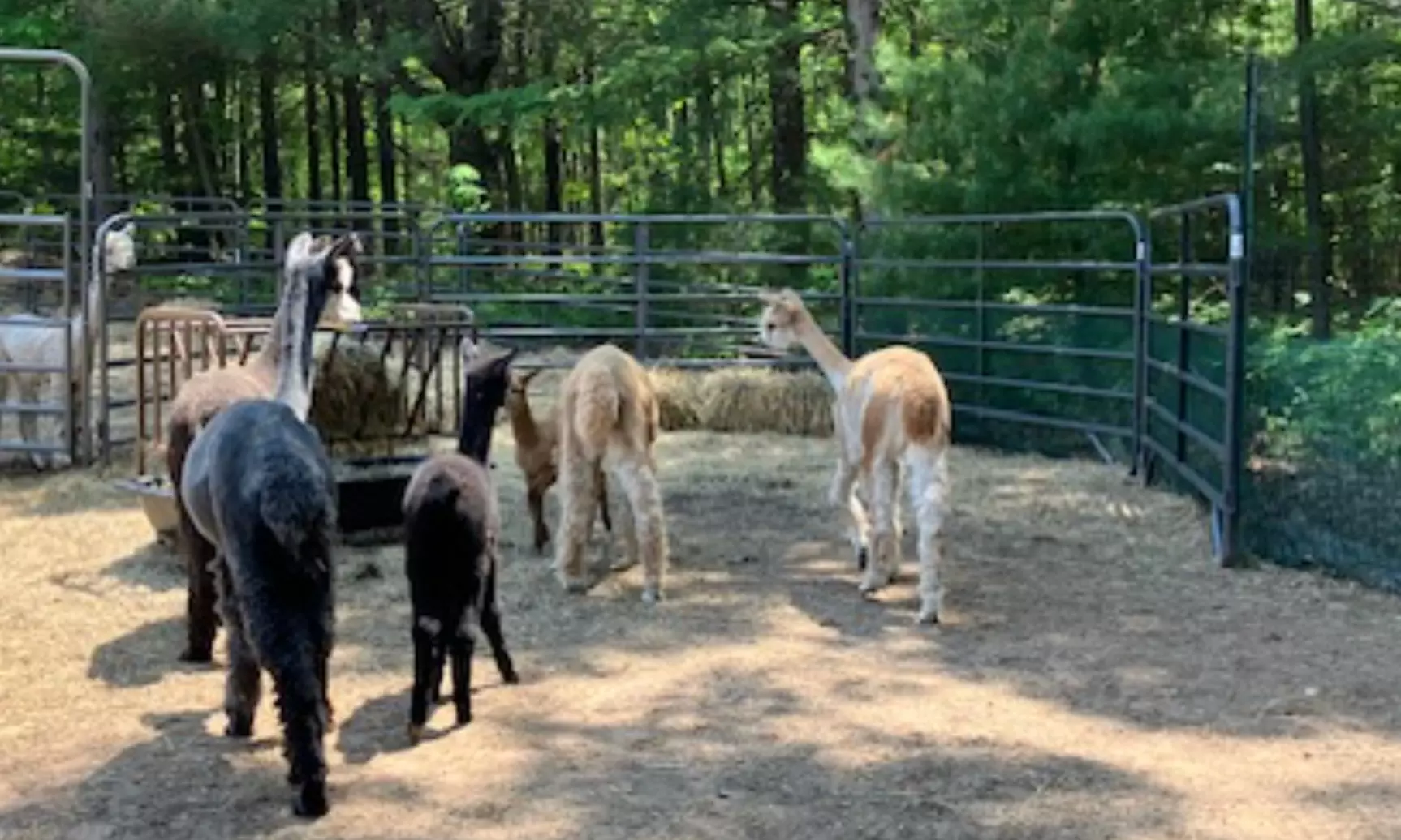 Experience One Hour Petting Animals & Farm Tour for One, Two, or Four