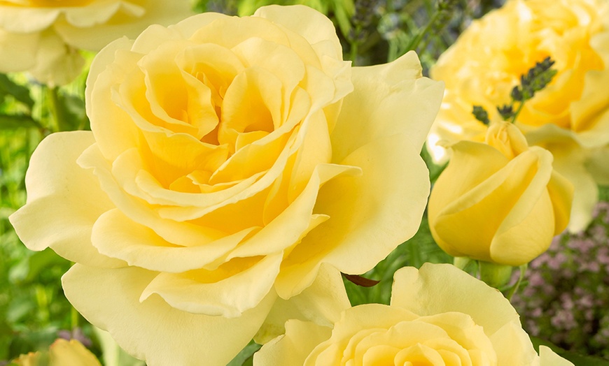 Image 5: Five Hybrid Tea Rose Bushes