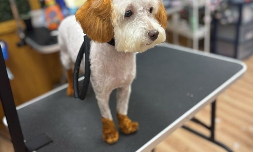 Image 3: Dog Grooming & Fun Color Services – Nail Care, Baths & Pawdicures!