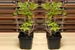 Weigela Towers of Flowers Apple Blossom – 1 or 2 Potted Plants - Second Medium