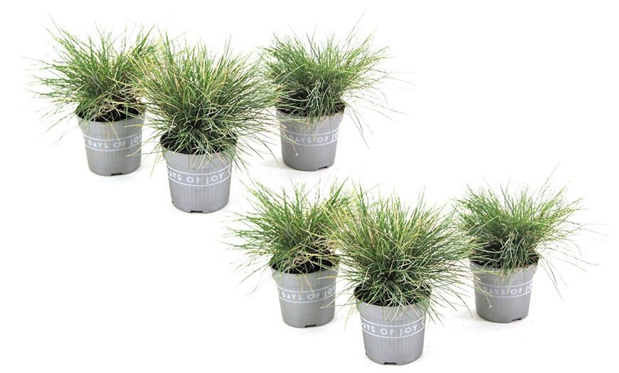 Image 6: Planta Festuca Glauca azul