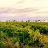 Image 6: Dive Into Flavours with Wine or Reserve Wine Tasting in Hunter Valley!