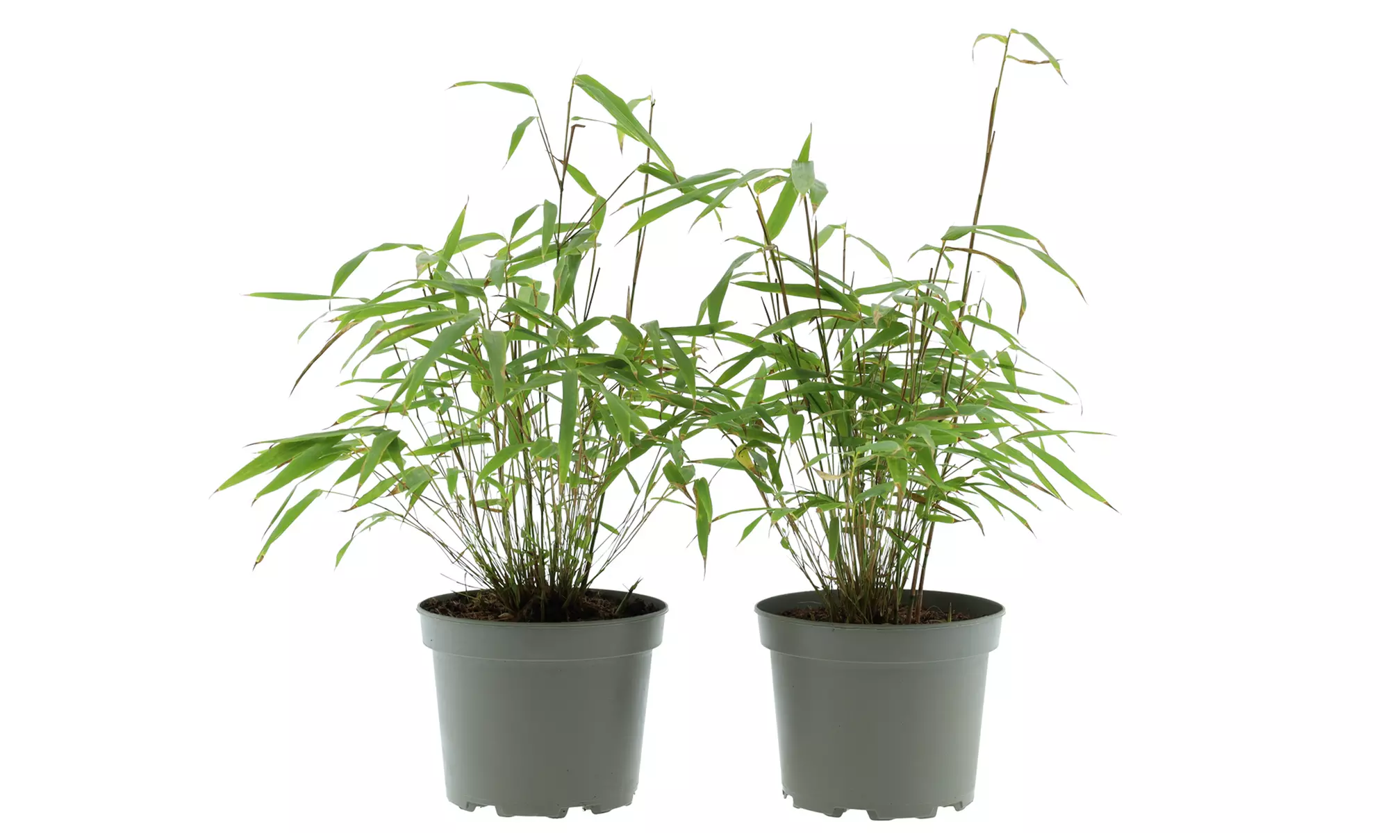 Hasta 6 plantas de bambú Fargesia