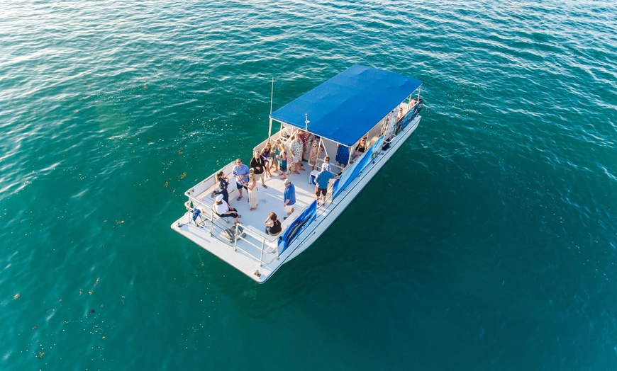 Image 5: Key West Dolphin Watch & Snorkel Tour