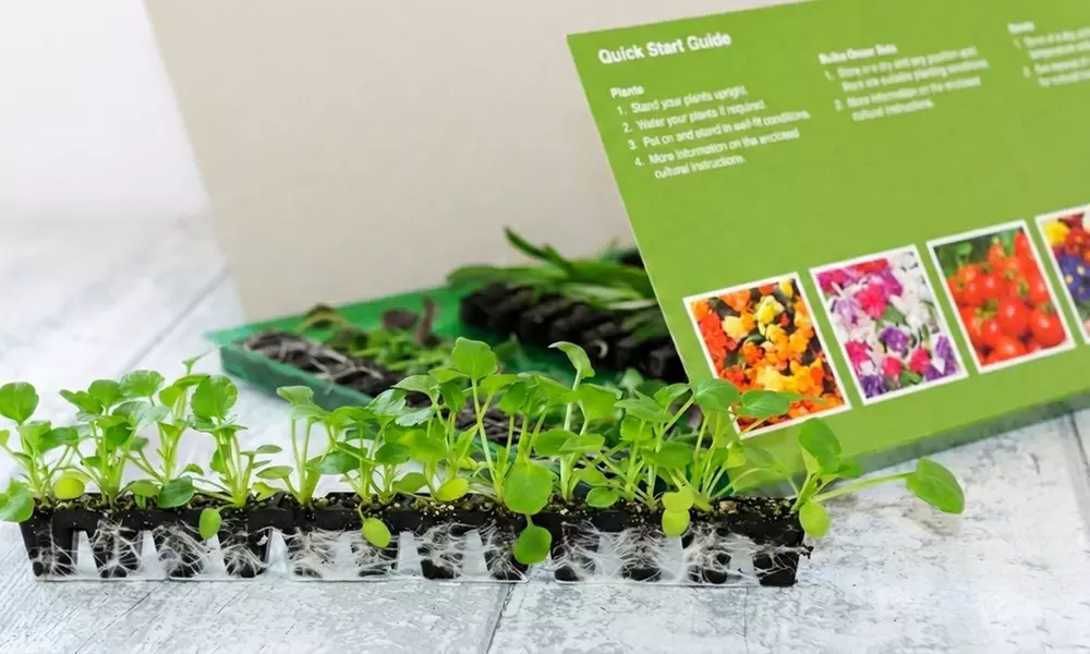 Up to 60-Pack Begonia Apricot Shades