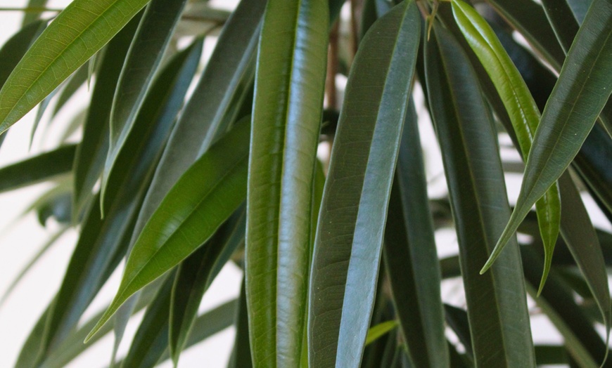 Image 3: Ficusplant in soort naar keuze van het merk Rootz