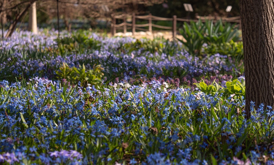 Image 3: Hardy Spring Bulb Collection