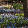 Image 3: Hardy Spring Bulb Collection