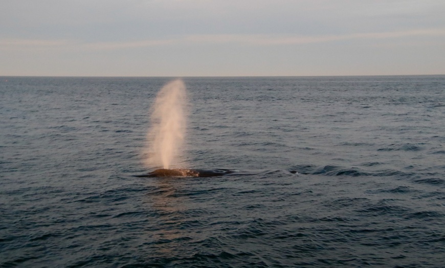 Image 18: Whale Watching Tour | Guaranteed Sightings | Cape Ann 