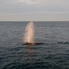Image 18: Whale Watching Tour | Guaranteed Sightings | Cape Ann 