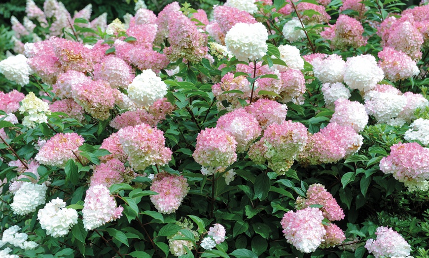 Image 1: Hydrangea Vanilla Fraise