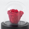 Image 1: Rosa roja preservada bajo cúpula de cristal, Rootz