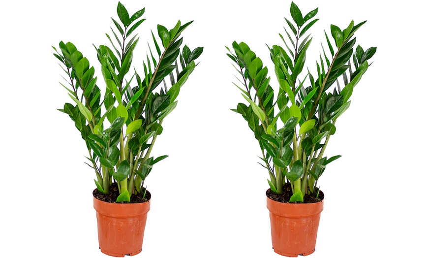 Image 10: 1 o 2 plantas Zamioculcas (planta ZZ) en maceta de tamaño a elegir