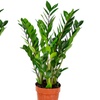 Image 10: 1 o 2 plantas Zamioculcas (planta ZZ) en maceta de tamaño a elegir