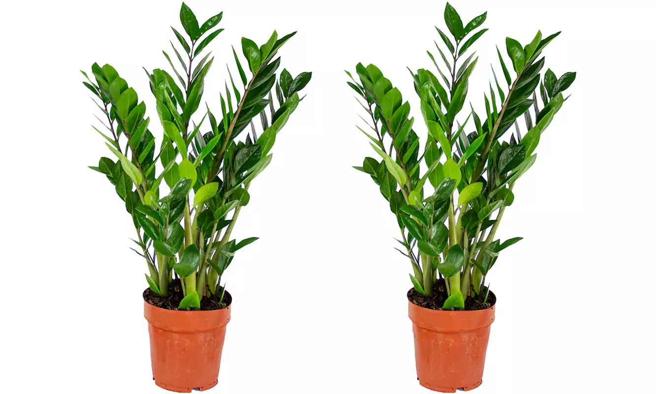 1 o 2 plantas Zamioculcas (planta ZZ) en maceta de tamaño a elegir