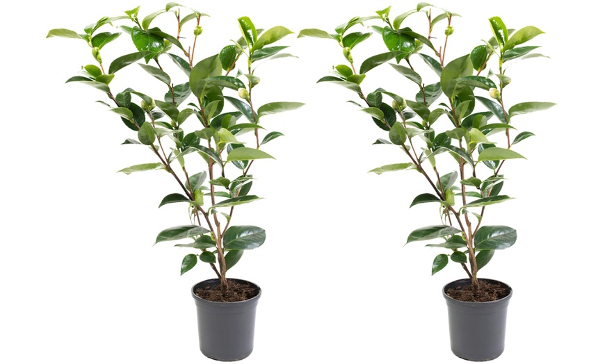 Image 3: 1 o 2 arbustos de camelia «rosa japonesa» con flores de color a elegir