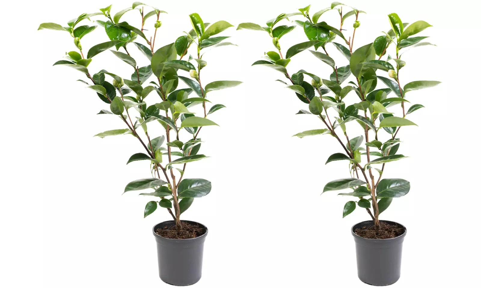 1 o 2 arbustos de camelia «rosa japonesa» con flores de color a elegir