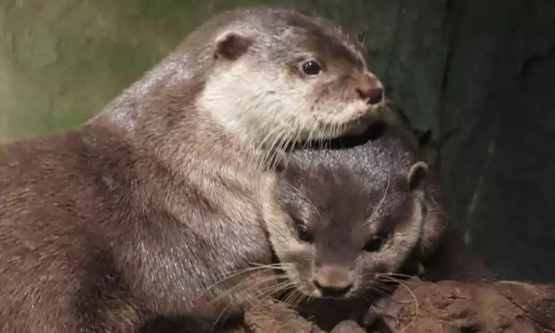 Oceanarium Experience for One Adult, Child, Senior or Family of Upto 5