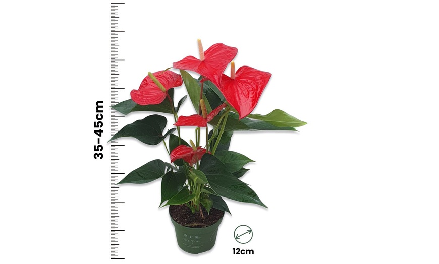 Image 18: Rootz — Plante d'intérieur tropicale Anthurium