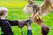 Award Winning Falconry Experience: Two-Hour Bird of Prey for 1, 2 or 4 @Mercer Falconry (Up to 78% Off) - Image 2