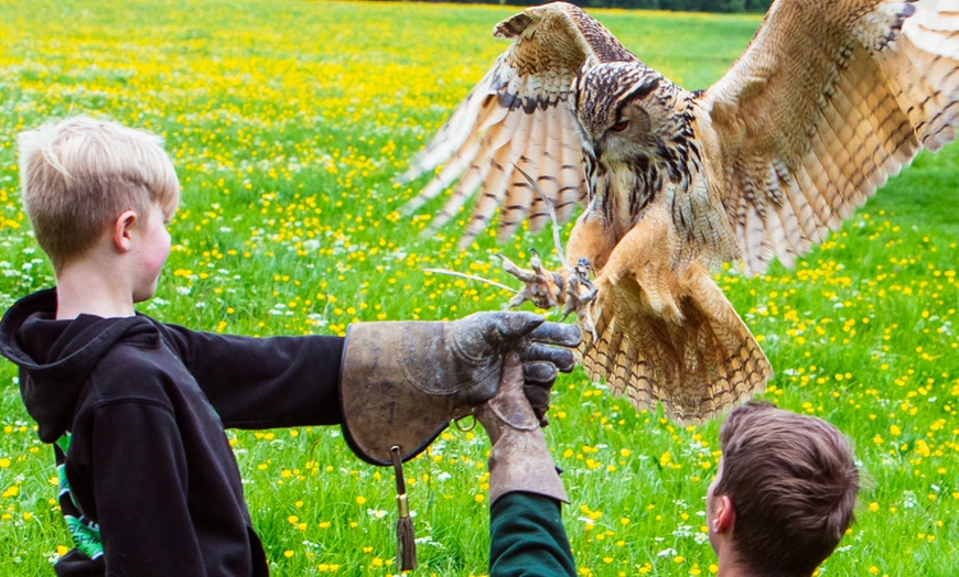 Image 2: Experience the Thrill: Two-Hour Birds of Prey Adventure for 1, 2, or 4