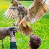 Image 2: Experience the Thrill: Two-Hour Birds of Prey Adventure for 1, 2, or 4