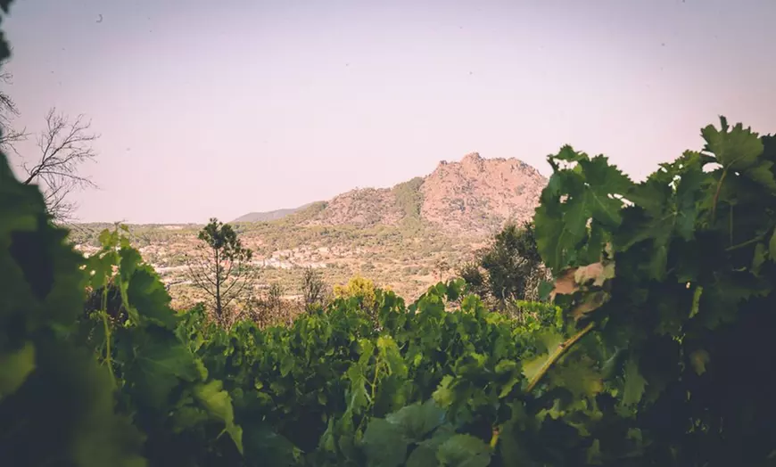 Image 5: Visita a bodega con cata de 3 vinos y aperitivos para hasta 6 personas