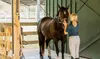 Uncover the Joy of 60-Minute Horseback Riding 1, 2, or 4 Lessons at The Stables on Buck Lake (Up to 20% Off)