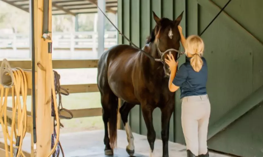 Uncover the Joy of 60-Minute Horseback Riding One, Two or Four Lessons