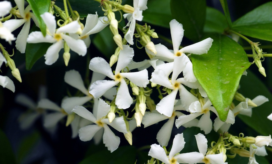 Image 1: Climbing Scented Star Jasmine Potted Plants 