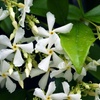 Image 1: Climbing Scented Star Jasmine Potted Plants 
