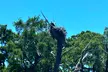 Swamp Eco Cruise & Walking Tour – 2-Hour Adventure for 1–6 People at Gulf Coast Eco Tour (Up to 20% Off) - Second Medium
