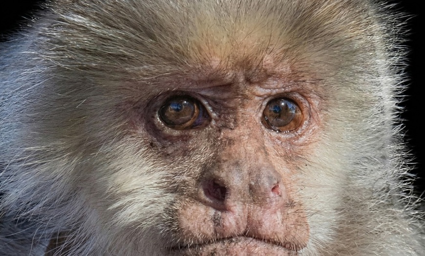 Image 5: Animal Encounters, VIP Experiences, or Wildlife Educator for a Day!