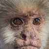 Image 5: Animal Encounters, VIP Experiences, or Wildlife Educator for a Day!
