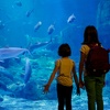 Image 21: Tickets to San Francisco Pier 39 Aquarium of the Bay