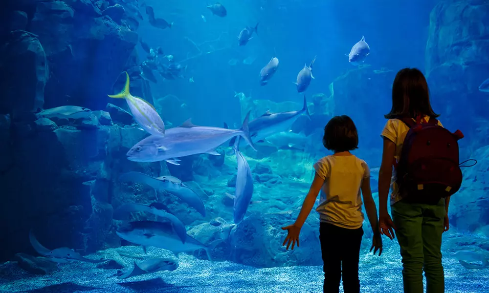 Tickets to San Francisco Pier 39 Aquarium of the Bay