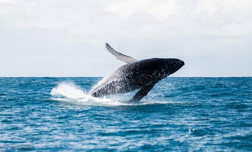 Image 2: 120-Min Noosa Whale / Dolphin Watching Experience for 1 Adult or Child