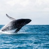 Image 2: 120-Min Noosa Whale / Dolphin Watching Experience for 1 Adult or Child