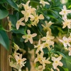 Image 1: 1x oder 2x Sternjasmine "Star of Toscane"