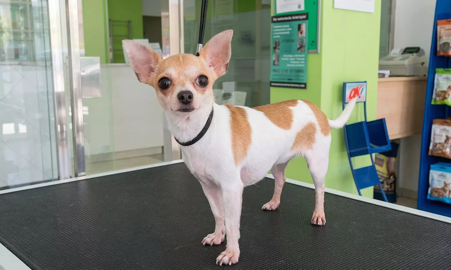 Vacuna para perro o gato en Centre Veterinari Terrassa