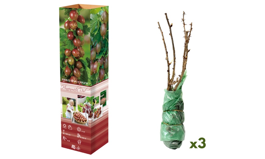 Image 2: Set di 3 o 6 piante di uva spina rossa e verde