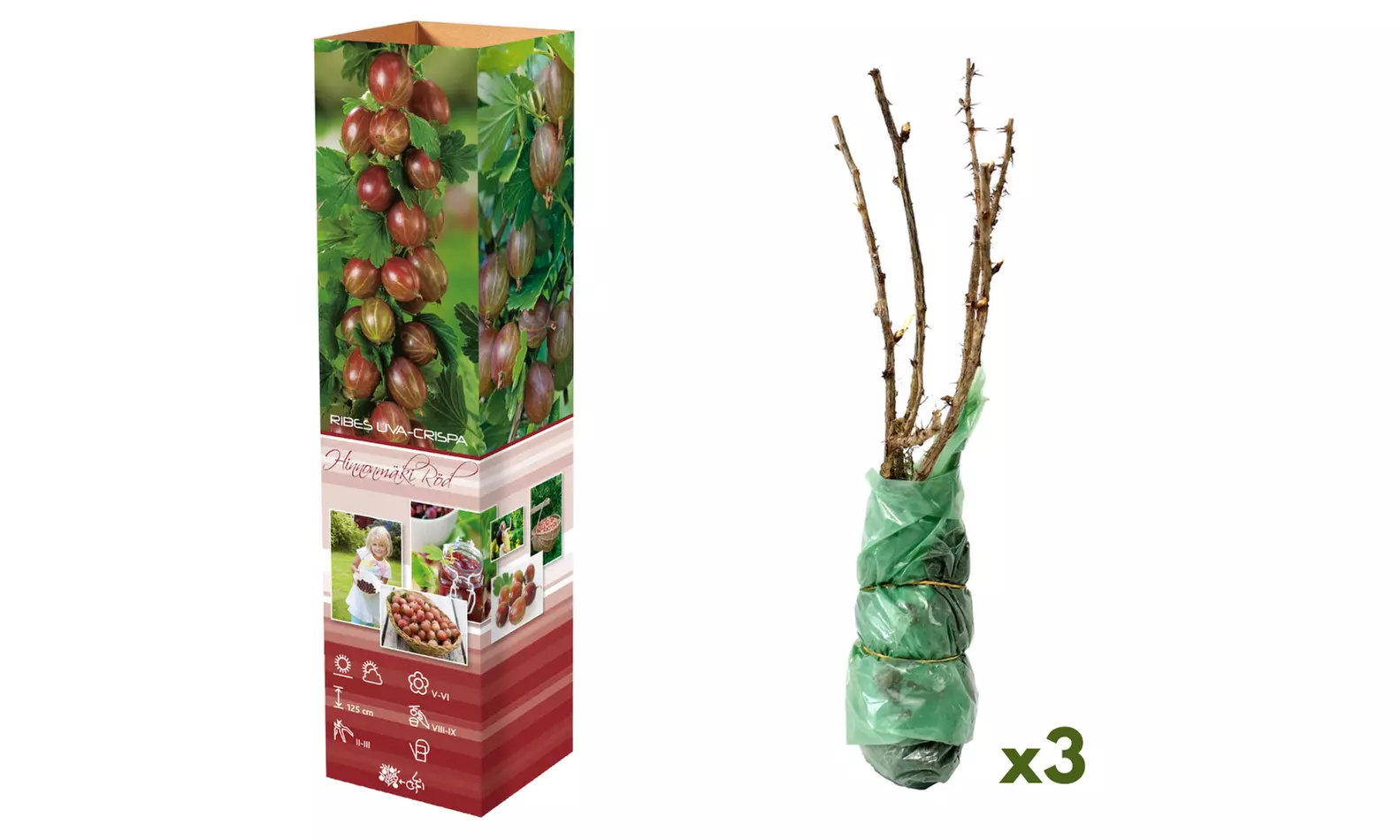 Set di 3 o 6 piante di uva spina rossa e verde