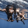 Image 2: Thrilling Open-Water Shark Dive Tour for One, Two, or Six People