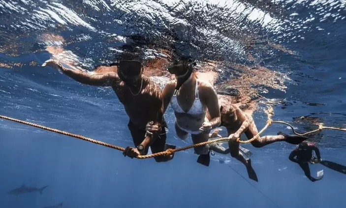 Thrilling Open-Water Shark Dive Tour for One, Two, or Six People