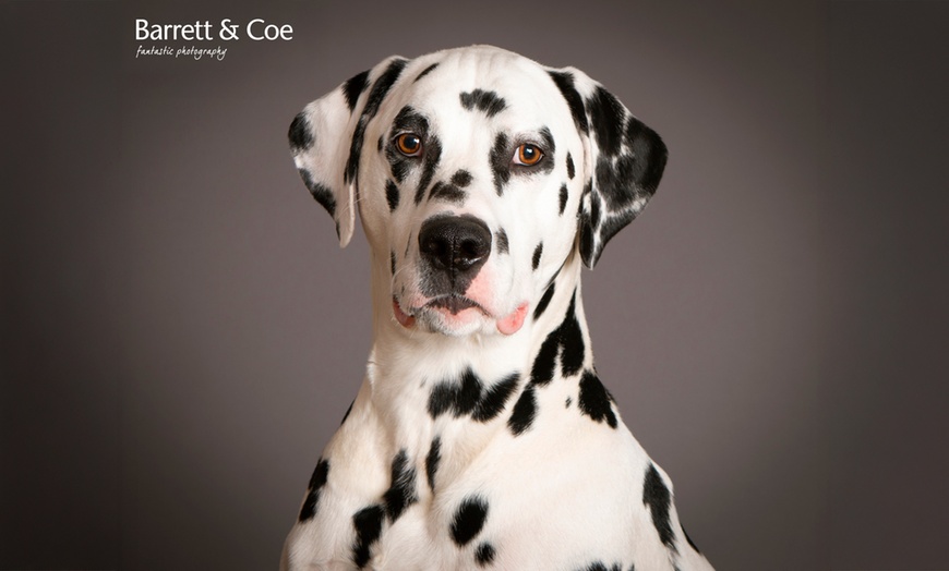 Image 9: Say Paw-lease! Pet Photoshoot + 8"x6" Print – Save up to 91%