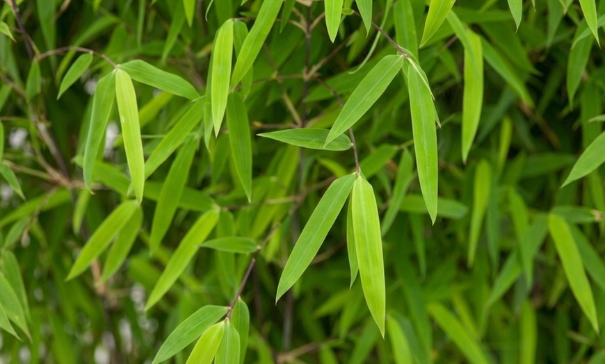 Image 7: 1 ou 2 plantes "Fargesia Red Dragon"