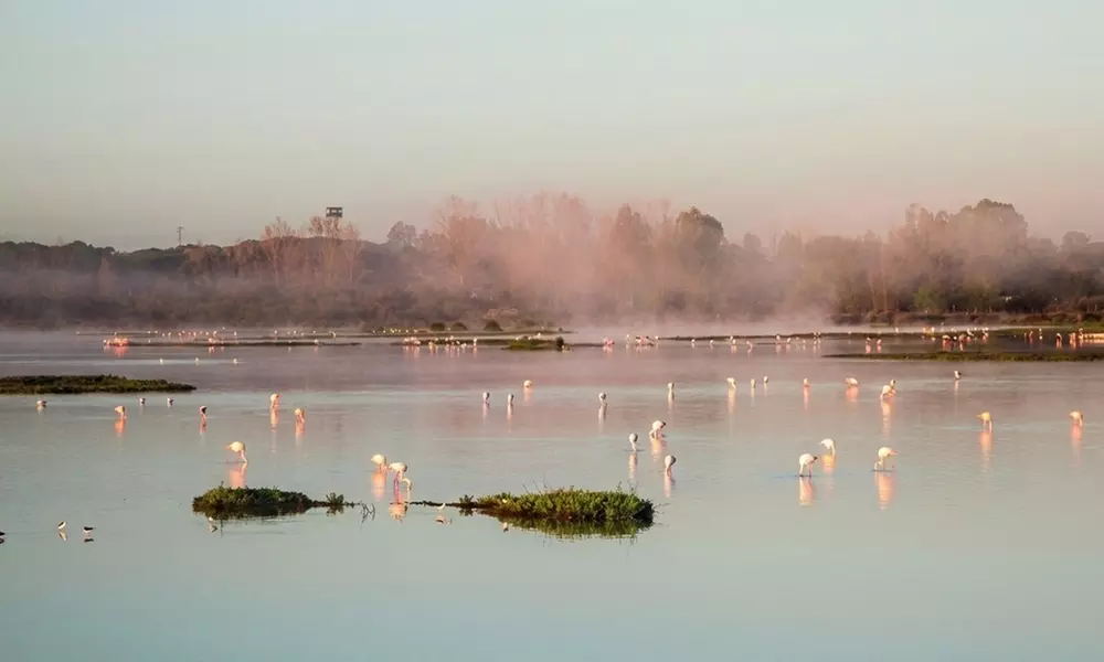 Visita guiada al Parque Nacional de Doñana en 4x4 para niño o adulto
