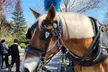 Enjoy a 45-Minute Classic or 60-Minute Deluxe Horse & Carriage Ride - Second Medium