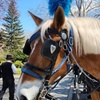Image 4: Enjoy a 45-Minute Classic or 60-Minute Deluxe Horse & Carriage Ride 